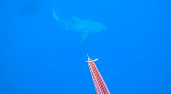 These Spearfishermen Got Up Close and Personal With a Great White in Florida