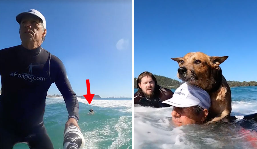 Stranded dog rescued by surfer