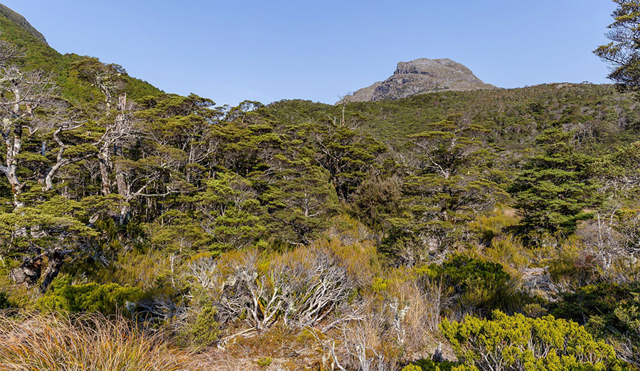 The Hakurangi