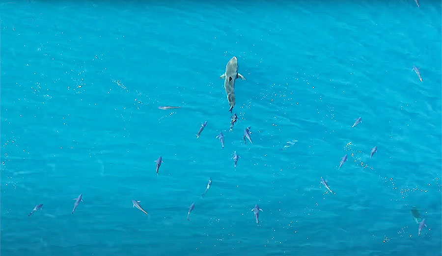 Great white shark and tuna