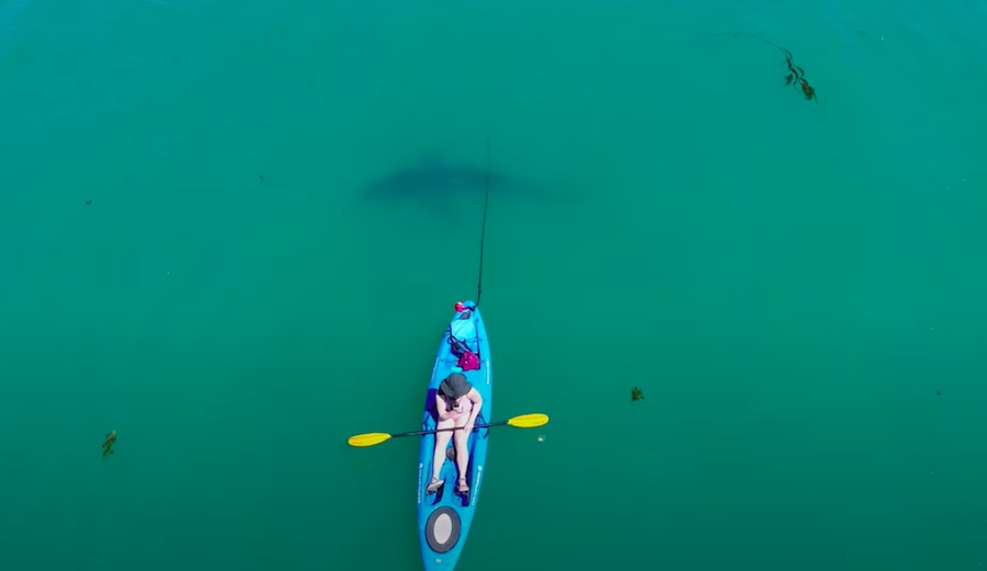 Scientist Captures Drone Footage of Great White Slowly Circling Kayak in Monterey Bay