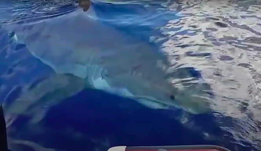 Check Out the Size of This Great White Shark That Circled a Fishing Boat in Australia
