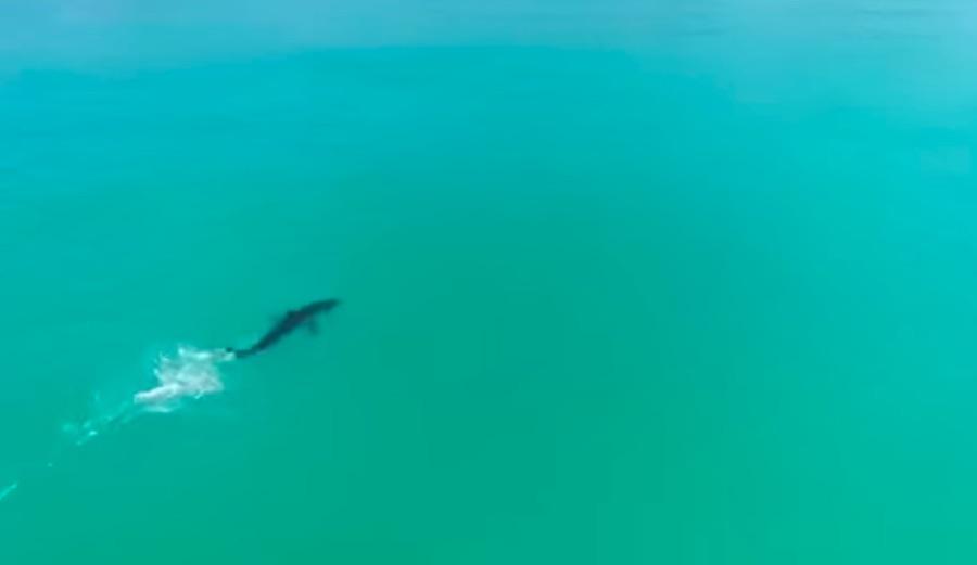 Ever Seen a Great White Shark Sprint? A Drone Captured This One Absolutely Flying
