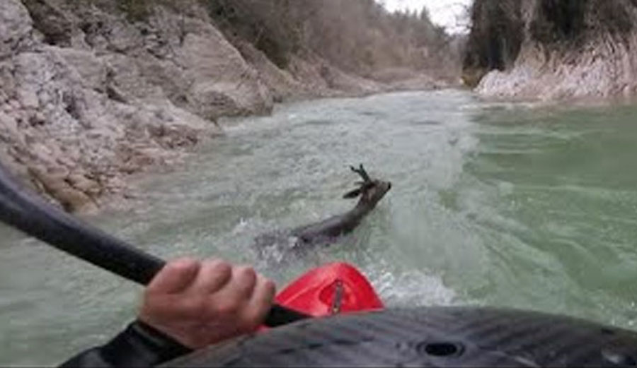 Kayaker Saves Baby Deer as It Tumbles Down Whitewater on Italian River