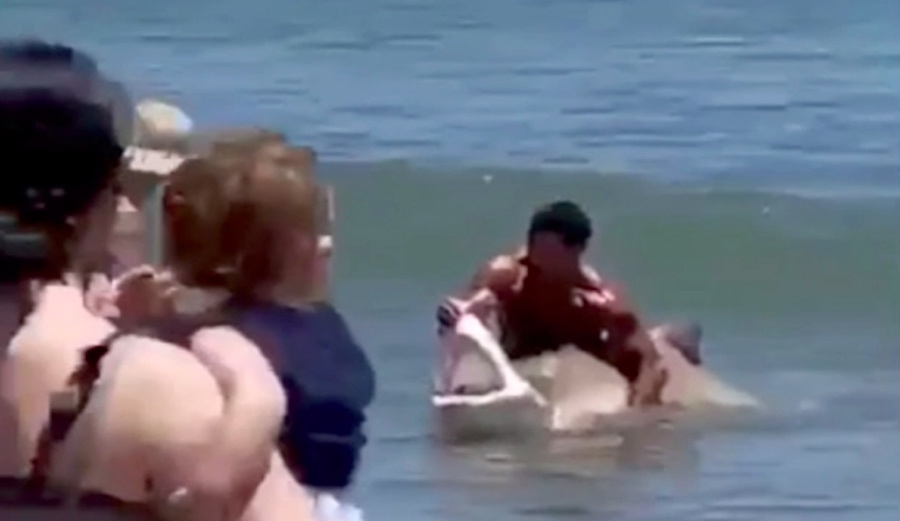 Swimmer at Delaware Beach Captures 8-Foot Shark With Bare Hands