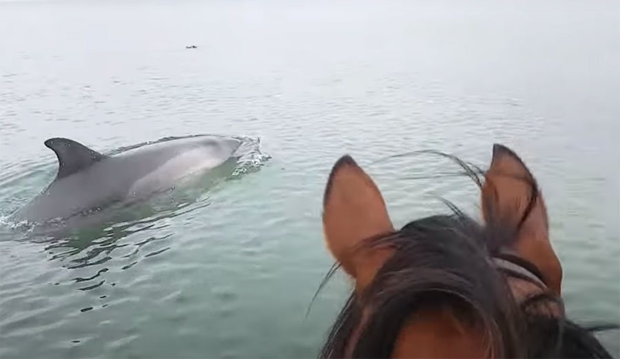 Dolphins and horses