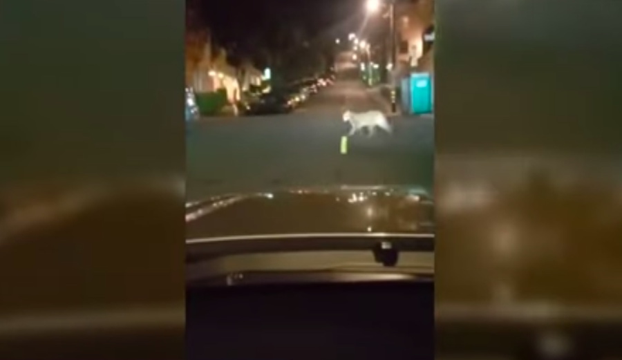 Mountain Lion Relocated After Roaming the Streets of Downtown San Francisco