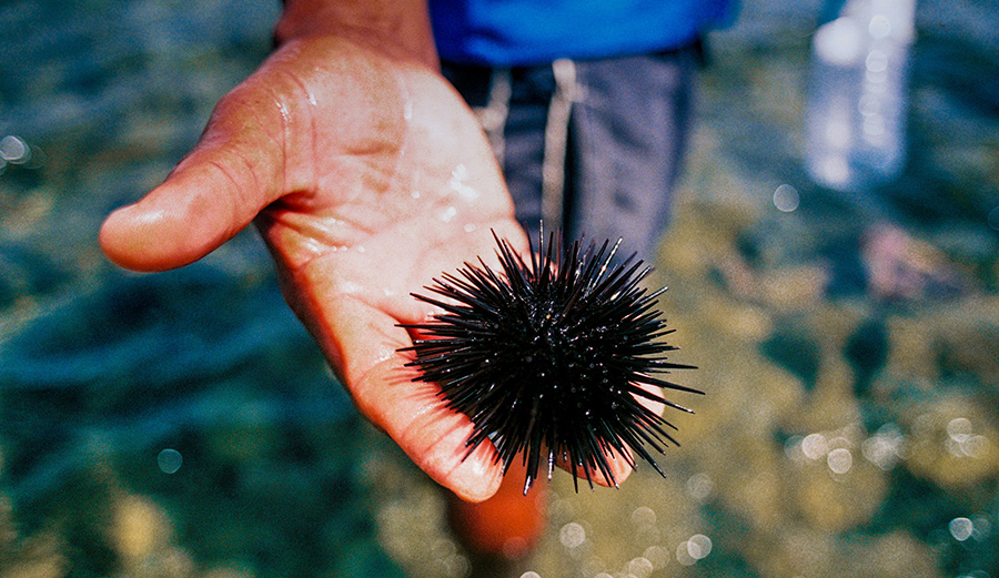 sea urchin