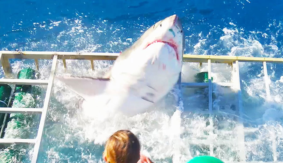 Great White Shark in cage