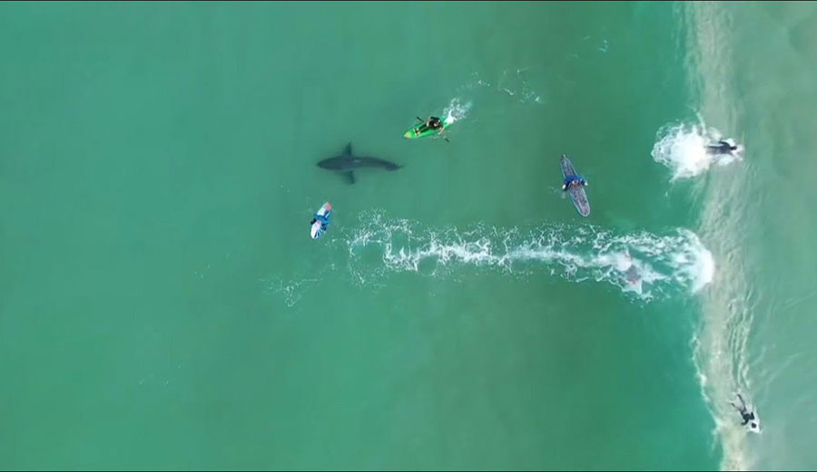 Great White shark swimming in South Africa
