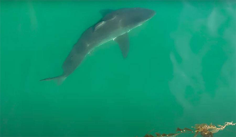Great white shark california coast