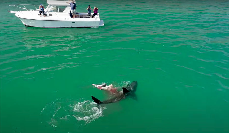 great white sharks