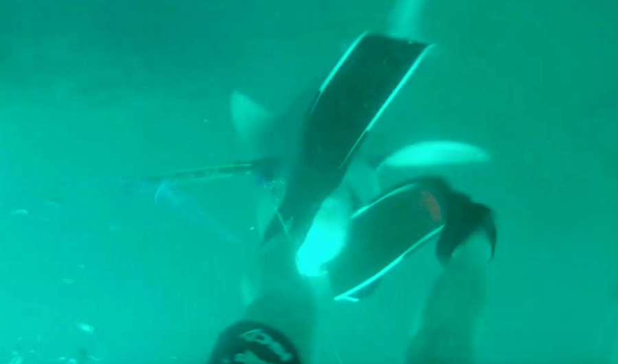 This Territorial Bull Shark Attacks Spearfisherman, Steals Fin, Nearly Takes His Foot