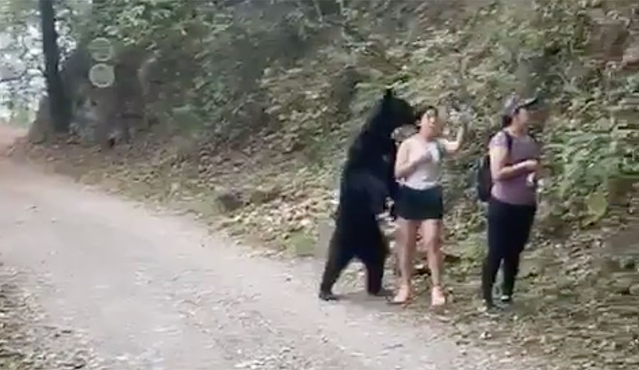 bear in Mexico