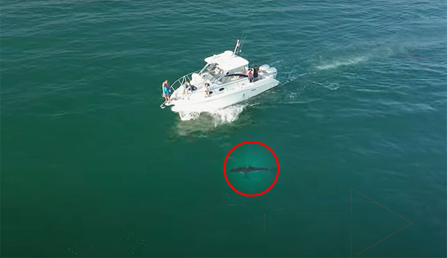 Great white shark off California coastline