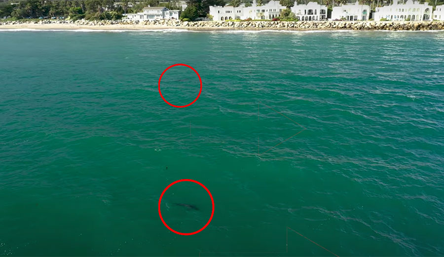 Great white sharks in California