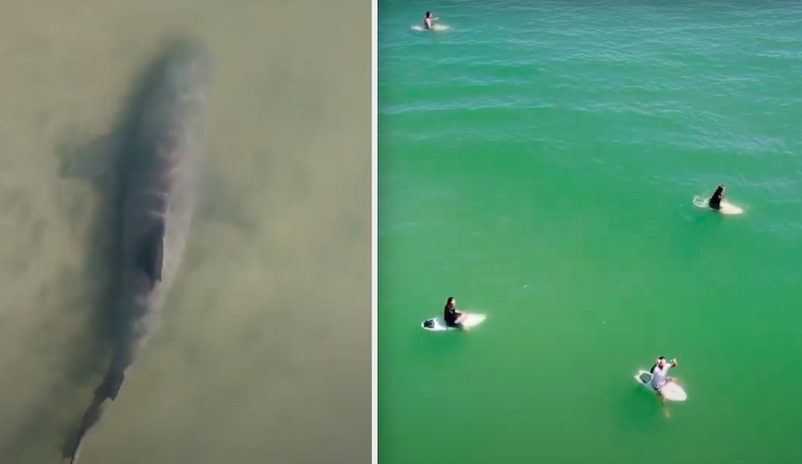 Check Out This Hypnotic Drone Footage of Sharks Swimming Near Surfers in New Smyrna Beach