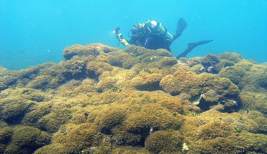 Algae in Hawaii