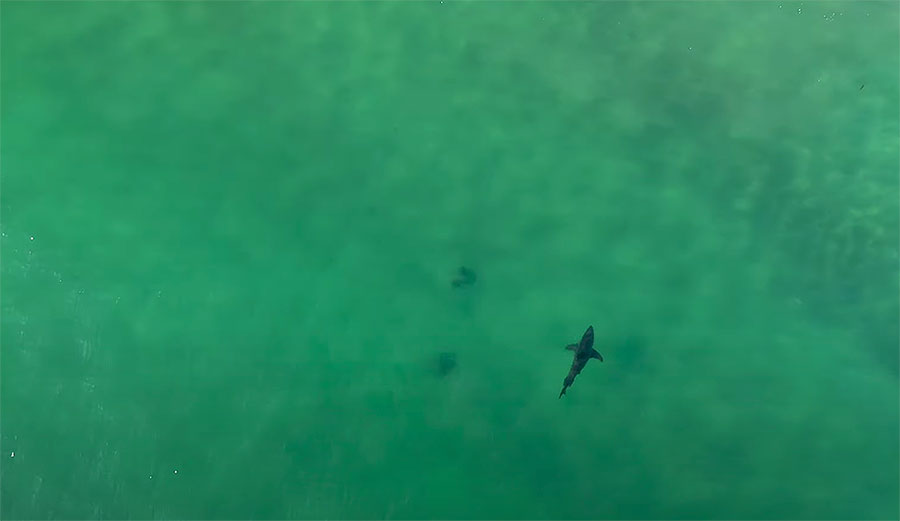 great white sharks