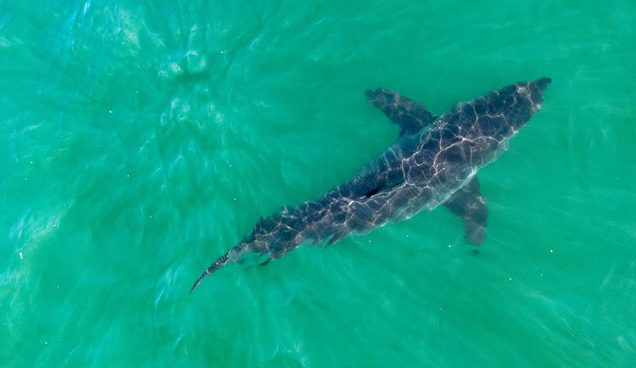 great white sharks