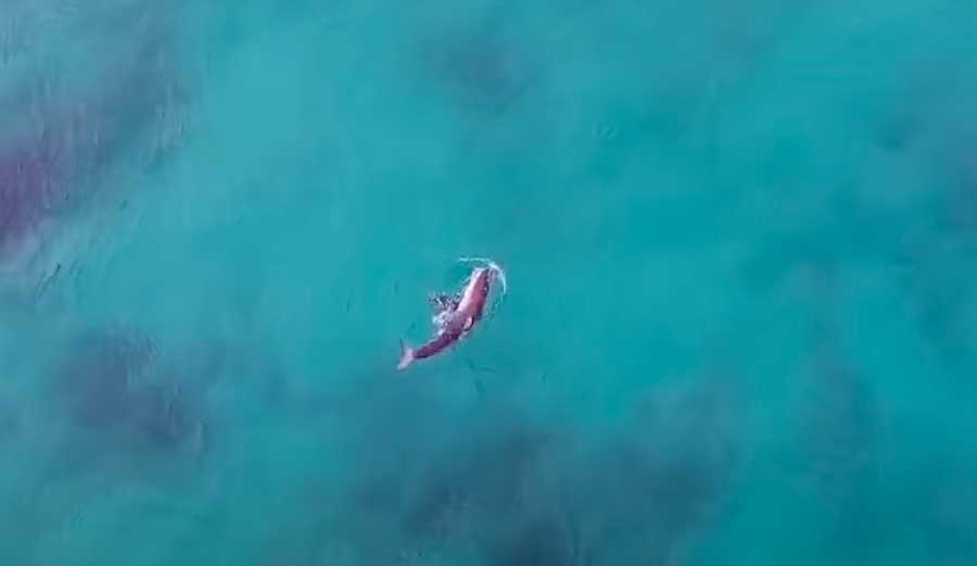 Good Samaritan Drone Operators Warn Surfers and Swimmers of Great Whites in Australia