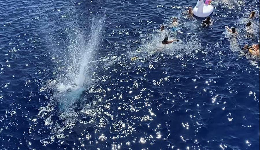 Video Shows Coast Guard Officer Shooting at Shark From Ship to Protect Swimmers