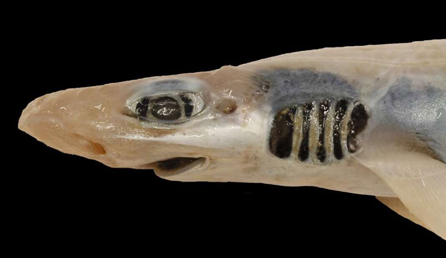 Skinless catshark