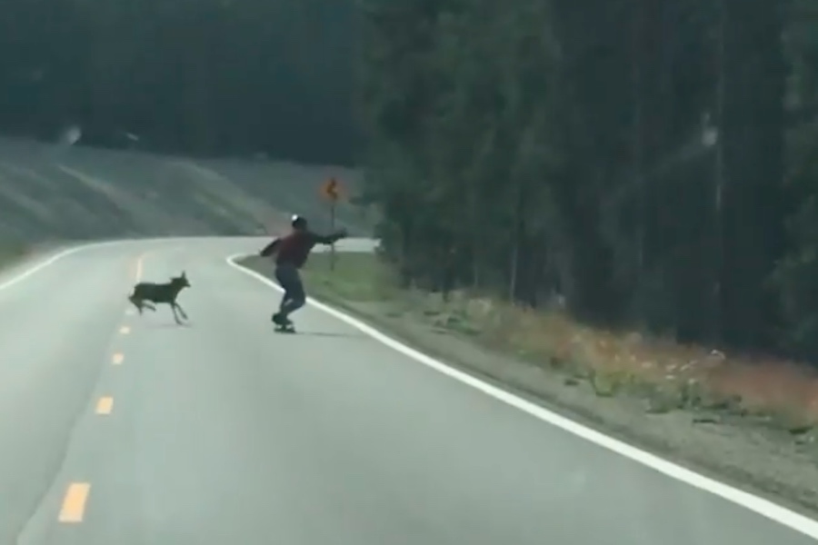Watch This Downhill Skater Collide With a Young Deer