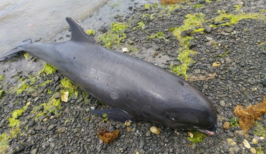 Dead dolphin in Mauritius