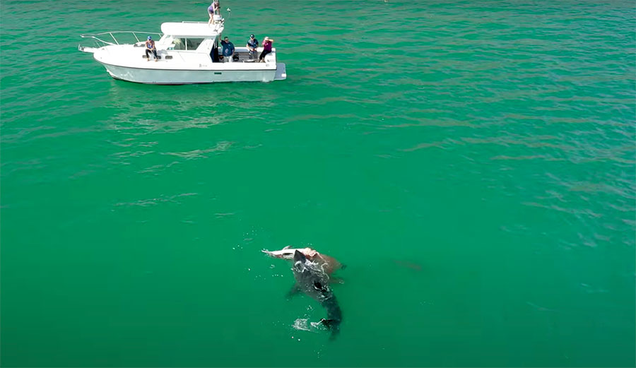 Great white sharks eating dolphin