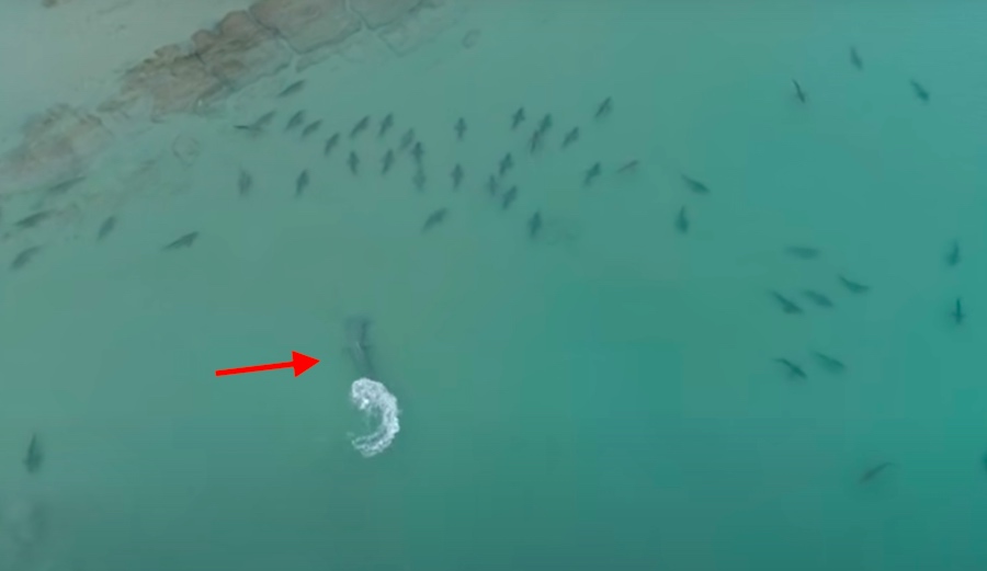 Fisherman Uses Drone to Video Big Hammerheads Hunting Blacktip Sharks in Florida