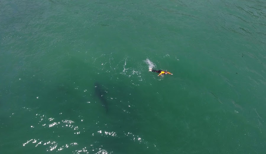 Drone Captures Great White Checking Out Swimmer in Monterey Bay