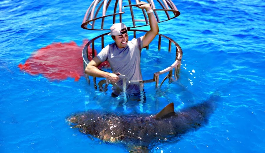 This Guy Tested Whether Sharks Preferred Human Blood or Fish Blood