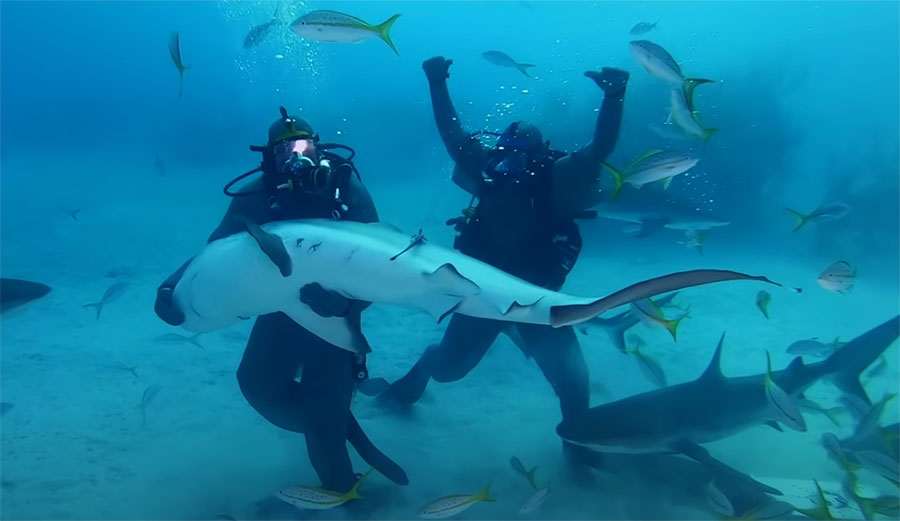 Mike Tyson Shark Week