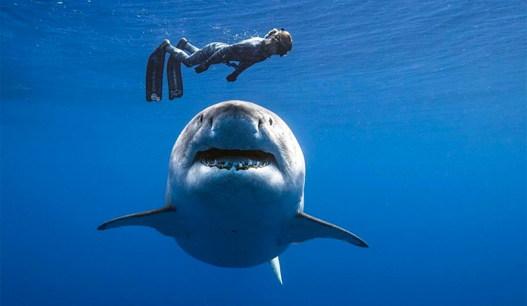 Ocean Ramsey Great White Shark Photo: Juan Oliphant
