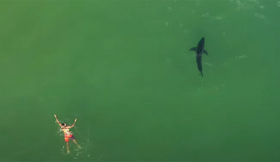 Swimmer encounters great white Shark