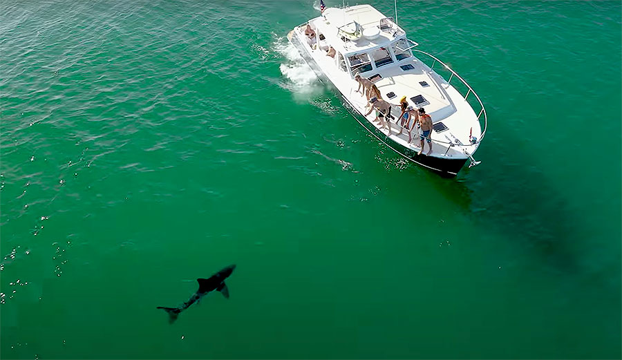 Great White Shark sighting