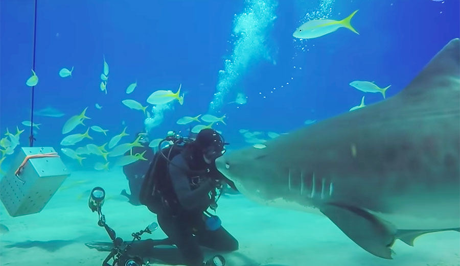 tiger shark