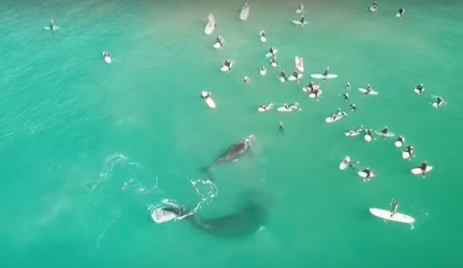 Watch This Whale and Its Calf Play Within Feet of Surfers in Sydney