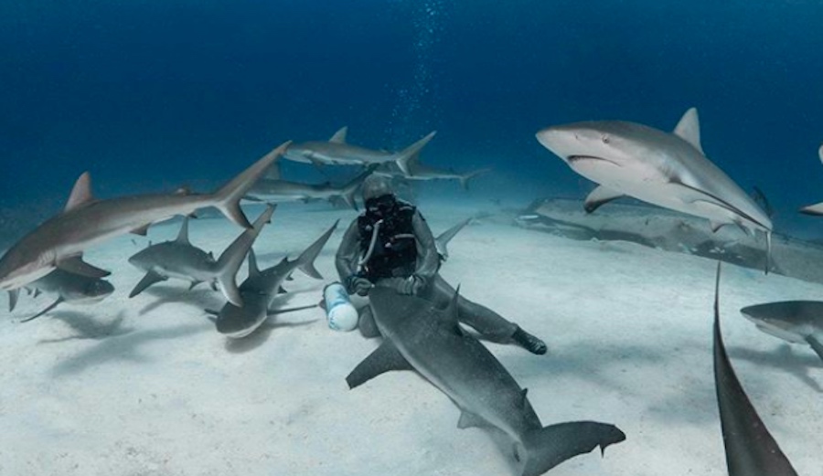 Meet Cristina Zenato Who Lives to Remove Wayward Hooks From the Mouths of Sharks