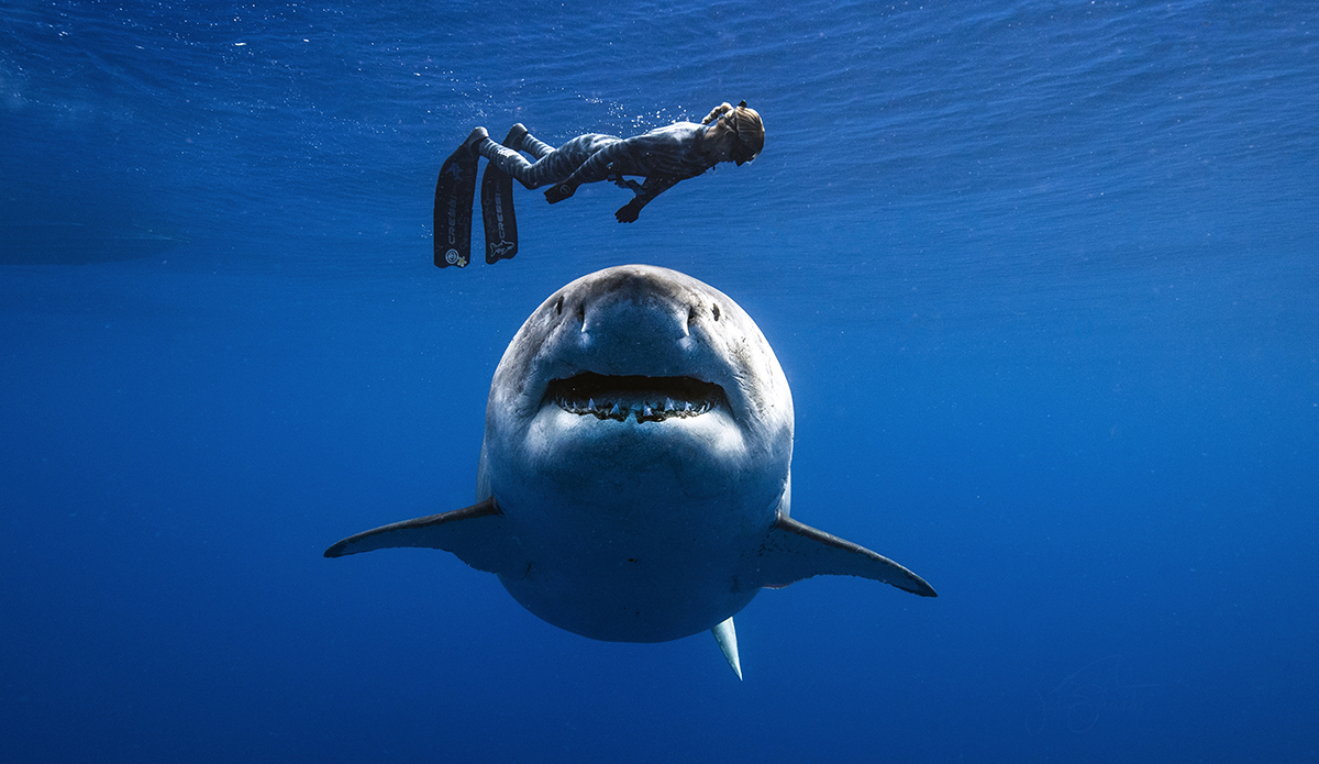 Ocean Ramsey Grandma Great White Photo by Juan Oliphant