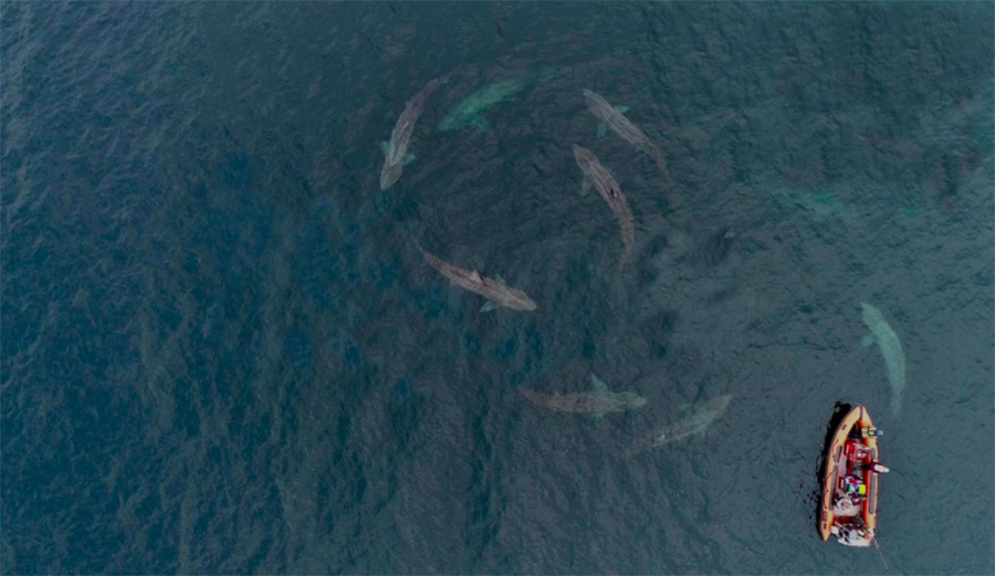 Drone Captures Incredible Imagery of Basking Shark Courtship Off Irish Coast