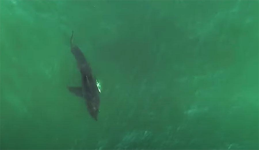 Injured great white shark