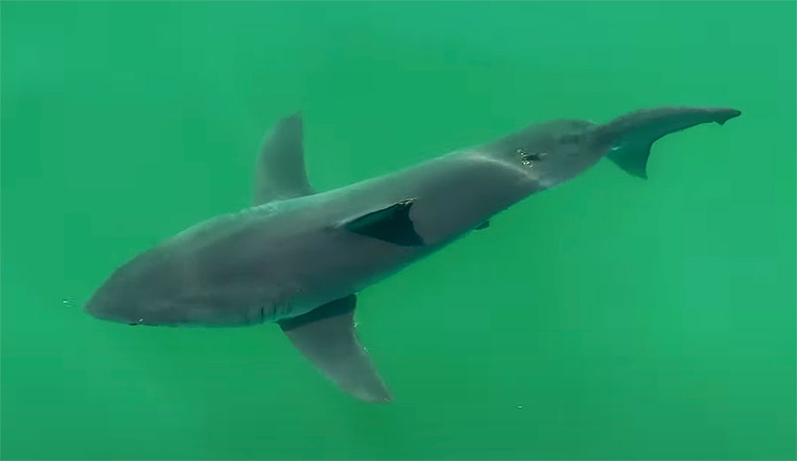 Great white shark in Calfornia