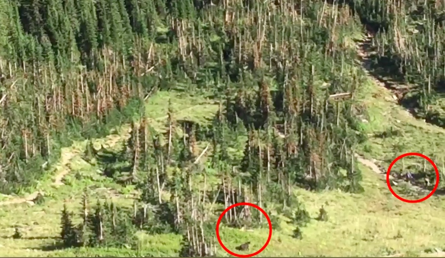 Video Captures 500-Pound Grizzly Charging Hikers in Glacier National Park