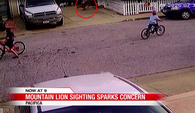 Mountain Lion Caught on Film Scoping Kids in Pacifica Neighborhood