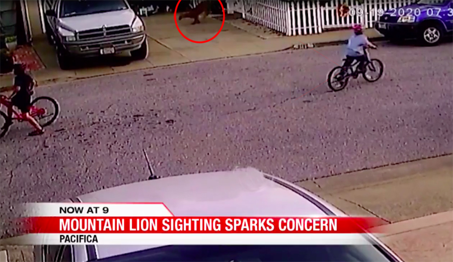 Mountain Lion Caught on Film Scoping Kids in Pacifica Neighborhood