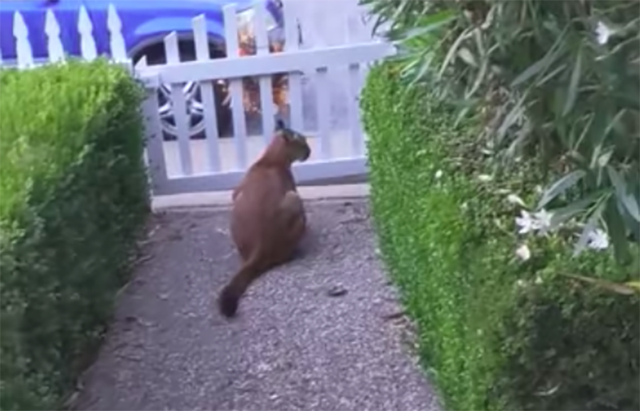 Mountain Lion Caught on Film Possibly Stalking Kids in Pacifica, Calif. Neighborhood