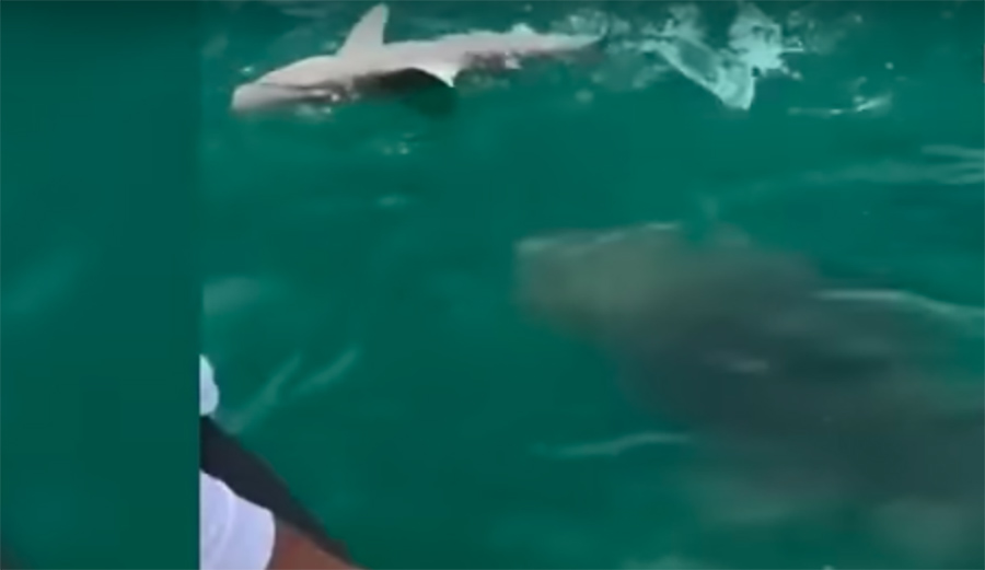 500-Pound Grouper Swallows Reef Shark in a Single Bite