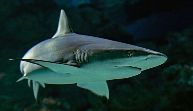 shark swimming